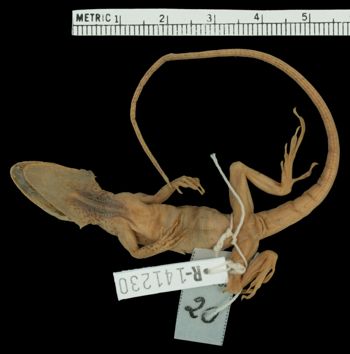 Media type: image;   Herpetology R-141230 Aspect: ventral
